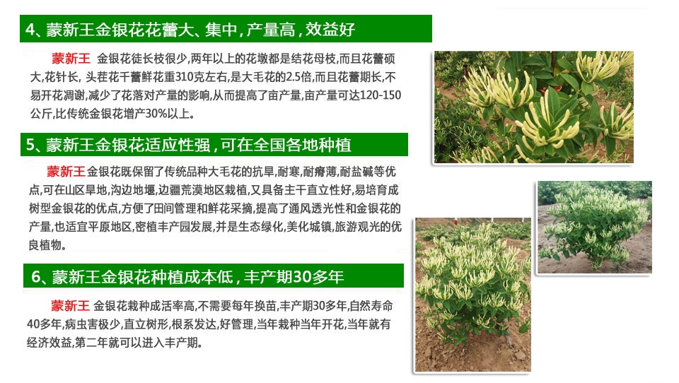 蒙新王金银花