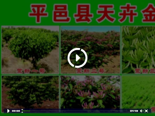 天卉金银花宣传视频