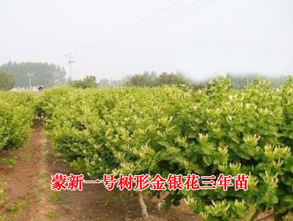蒙新一号三年苗