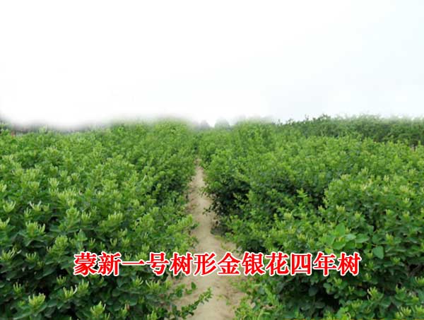 蒙新一号四年树