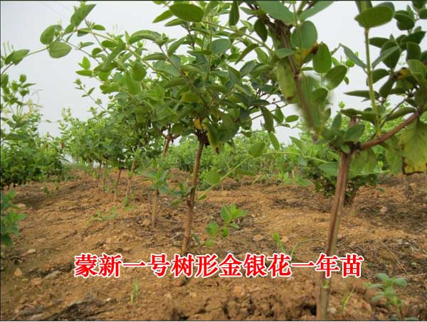 蒙新一号一年苗