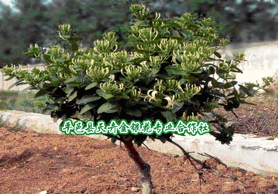 两年生苗