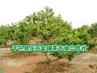 四年生苗