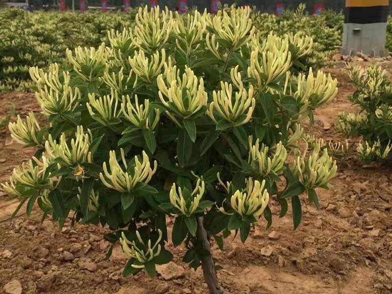 蒙新王