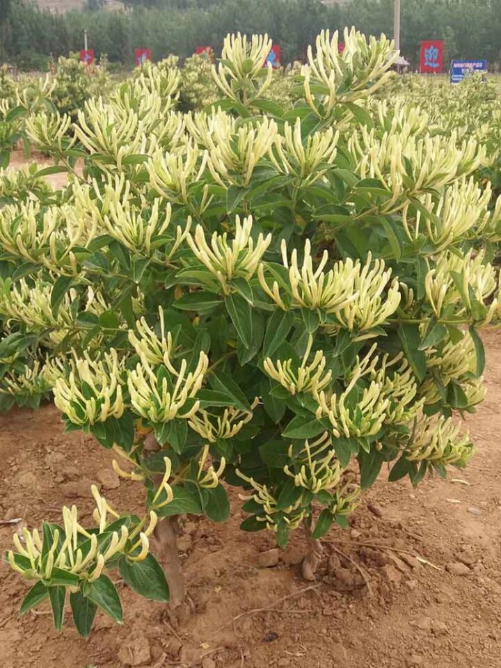 蒙新王